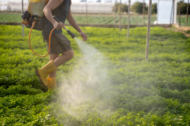 Best Mosquito Control Services  in Lithonia, GA
