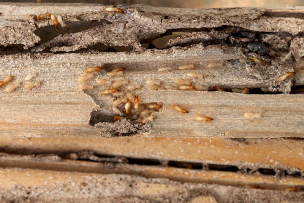 Professional Pest Control in Lithonia, GA
