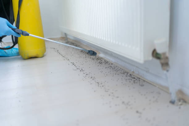 Best Flea Control Services  in Lithonia, GA