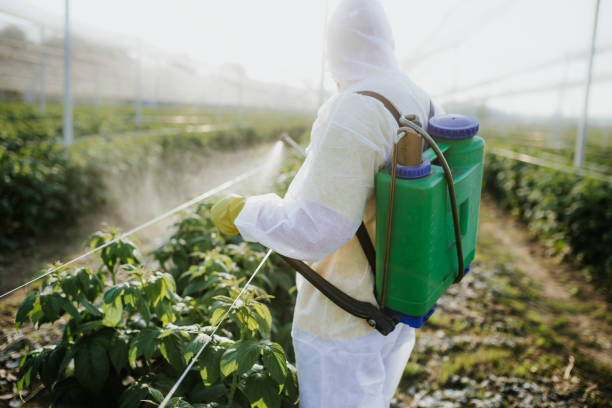 Best Wasp Removal Services  in Lithonia, GA